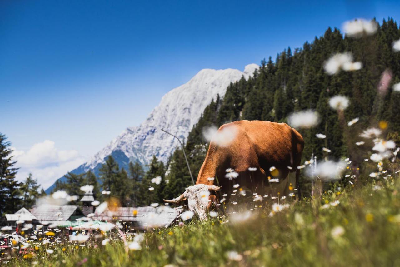 Apartments Zvoh, Krvavec, Ski-In, Ski-Out Cerklje na Gorenjskem Esterno foto